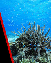 Canon RF 16Mm F2.8 Stm - Ultra-Wide Lens For Canon R System Cameras, Ideal For Volgging, Landscapes And Architecture.