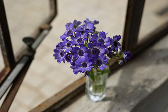 Sony - FE 50mm F1.8 Standard Lens (SEL50F18F/2)