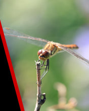 Canon LENS RF-S55-210MM F5-7.1 IS STM