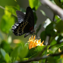 Sony Alpha 6700 ILCE-6700M | Premium E-mount APS-C Camera with SELP18135 Kit