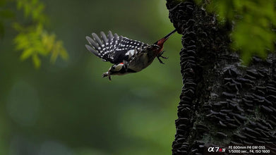 Sony A7R Mark IV Body, Black