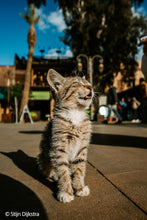 Sony FE 16mm F1.8 G | Ultra-Wide Prime Lens | Sony Full-Frame Lens | G Lens | F1.8 Ultra-Wide Lens