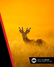 Canon RF 100-400mm F5.6-8 IS USM - Lens for Canon R system cameras, ideal for wildlife photography, sports, action and aviation.